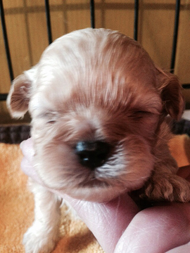 まだ目があかないの