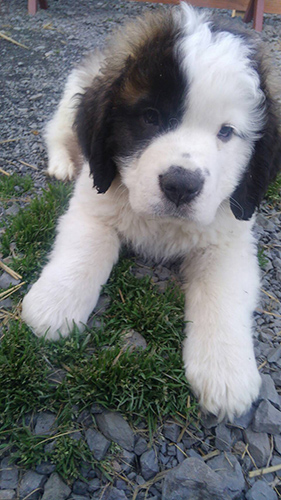 セントバーナード ブリーダー 子犬専門店AngelWan 横浜