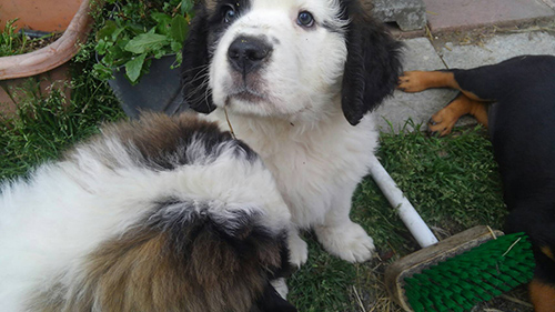 セントバーナード ブリーダー 子犬専門店AngelWan 横浜