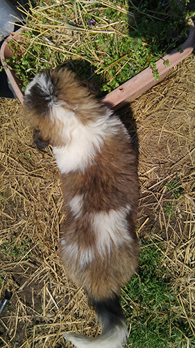 セントバーナード ブリーダー 子犬専門店AngelWan 横浜