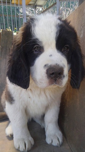 セントバーナード　ブリーダー 子犬専門店AngelWan 横浜