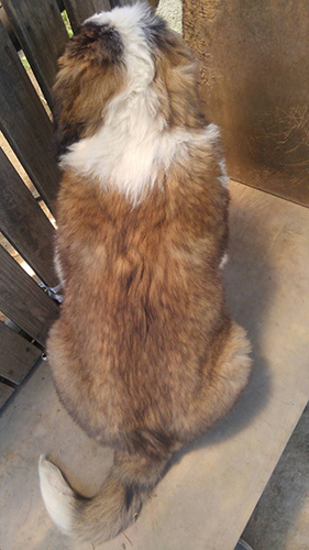 セントバーナード　ブリーダー 子犬専門店AngelWan 横浜