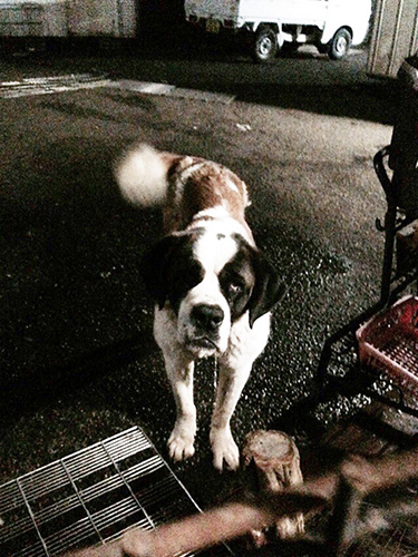 セントバーナード　ブリーダー 子犬専門店AngelWan 横浜