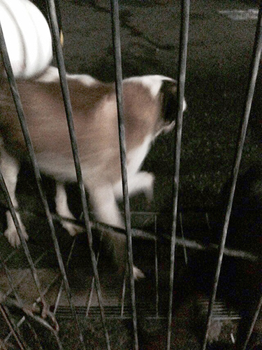 セントバーナード　ブリーダー 子犬専門店AngelWan 横浜