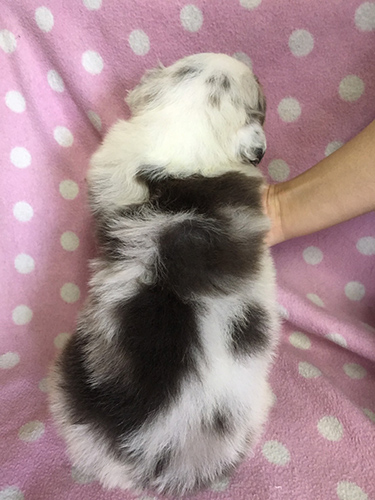 オーストラリアンシェパード　ブリーダー 子犬専門店AngelWan 横浜