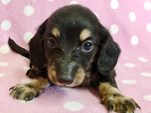 ミニチュアダックスフンド ブリーダー 子犬専門店AngelWan 横浜