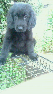 フラットコーテッドレトリバー　Puppy　Dog