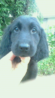 フラットコーテッド・レトリーバー　子犬