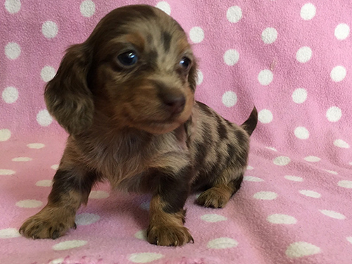 ミニチュアダックスフンド　ブリーダー 子犬専門店AngelWan 横浜