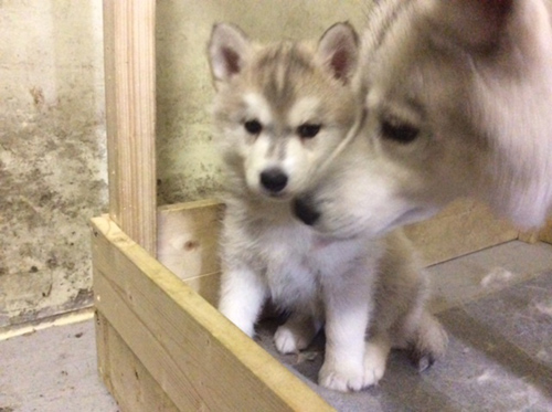 シベリアンハスキー ブリーダー 子犬専門店AngelWan 横浜