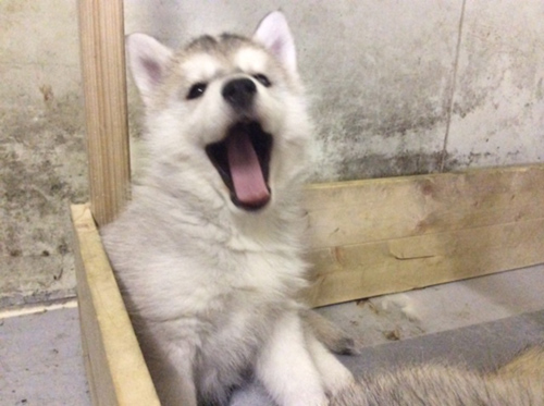 シベリアンハスキー ブリーダー 子犬専門店AngelWan 横浜