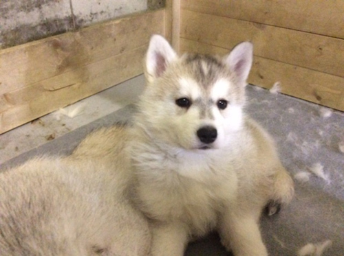シベリアンハスキー ブリーダー 子犬専門店AngelWan 横浜