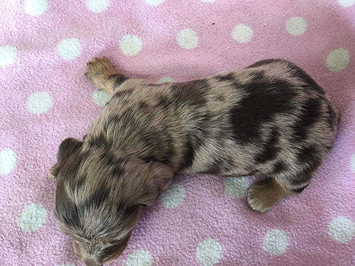 ミニチュアダックスフンド　ブリーダー 子犬専門店AngelWan 横浜