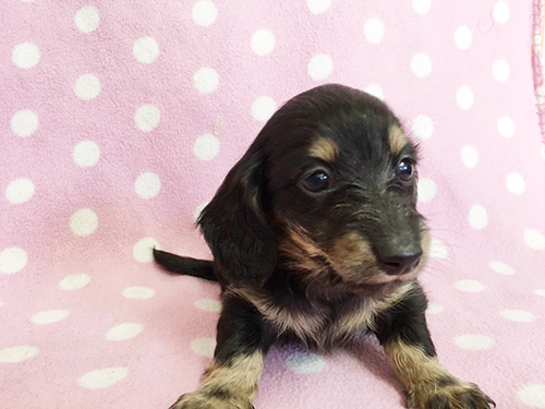 ミニチュアダックスフンド ブリーダー 子犬専門店AngelWan 横浜