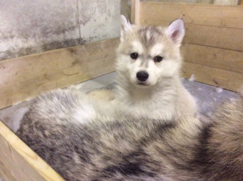 シベリアンハスキー ブリーダー 子犬専門店AngelWan 横浜