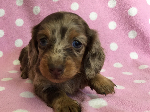 ミニチュアダックスフンド　ブリーダー 子犬専門店AngelWan 横浜