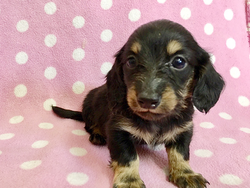 ミニチュアダックスフンド ブリーダー 子犬専門店AngelWan 横浜