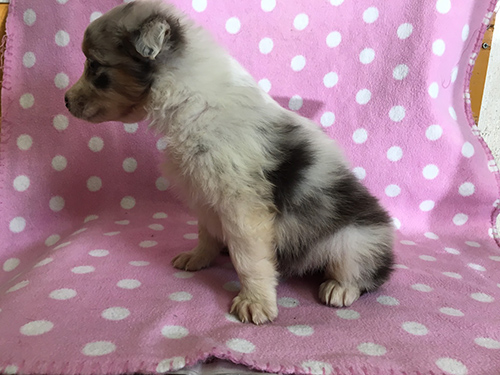 オーストラリアンシェパード ブリーダー 子犬専門店AngelWan 横浜