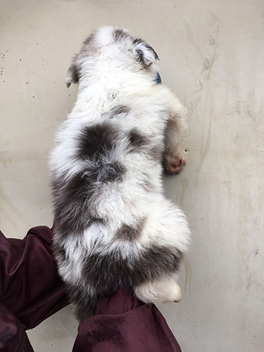 オーストラリアンシェパード ブリーダー 子犬専門店AngelWan 横浜