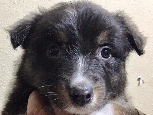 オーストラリアンシェパード　ブリーダー 子犬専門店AngelWan 横浜