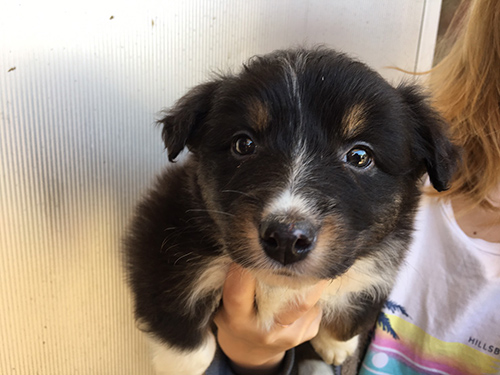 オーストラリアンシェパード　ブリーダー 子犬専門店AngelWan 横浜