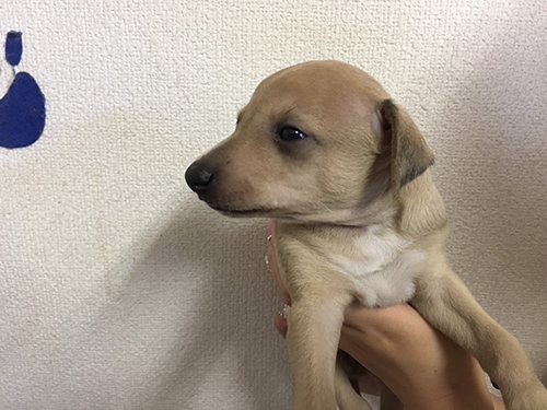 イタリアングレーハウンド ブリーダー 子犬専門店AngelWan 横浜