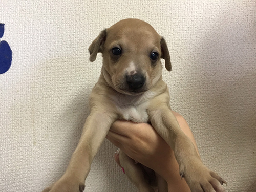 イタリアングレーハウンド ブリーダー 子犬専門店AngelWan 横浜