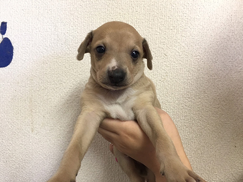 イタリアングレーハウンド ブリーダー 子犬専門店AngelWan 横浜