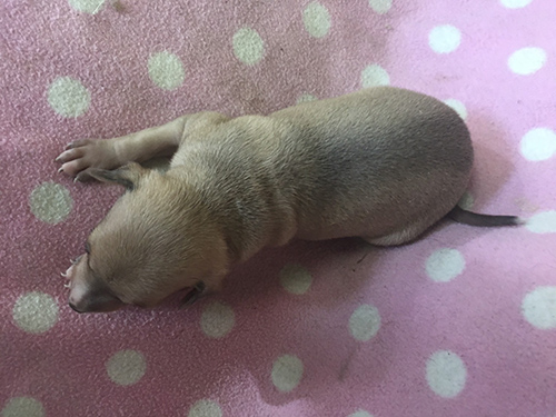 イタリアングレーハウンド ブリーダー 子犬専門店AngelWan 横浜