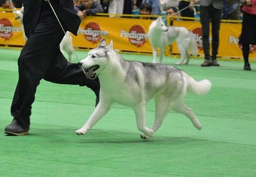 Siberianhusky　母犬　シルバー＆ホワイト