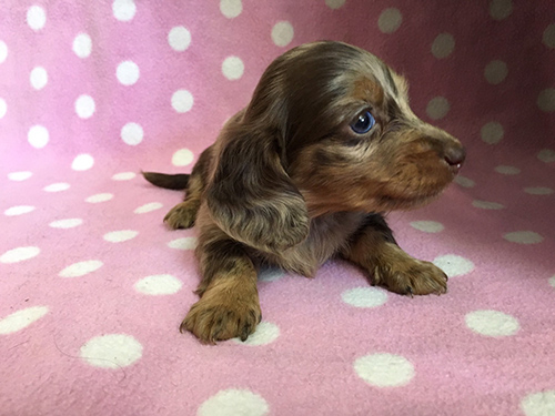 ミニチュアダックスフンド　ブリーダー 子犬専門店AngelWan 横浜