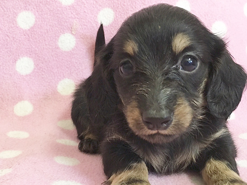 ミニチュアダックスフンド ブリーダー 子犬専門店AngelWan 横浜