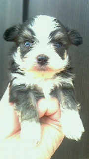 チワマル ブリーダー 子犬専門店AngelWan 横浜