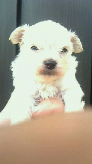 チワマル　ブリーダー 子犬専門店AngelWan 横浜