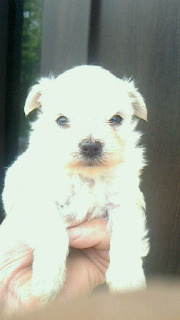 チワマル　ブリーダー 子犬専門店AngelWan 横浜