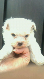 チワマル　ブリーダー 子犬専門店AngelWan 横浜