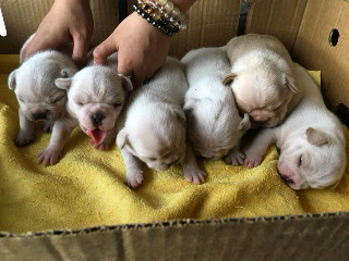 フレンチブルドッグ　ブリーダー 子犬専門店AngelWan 横浜