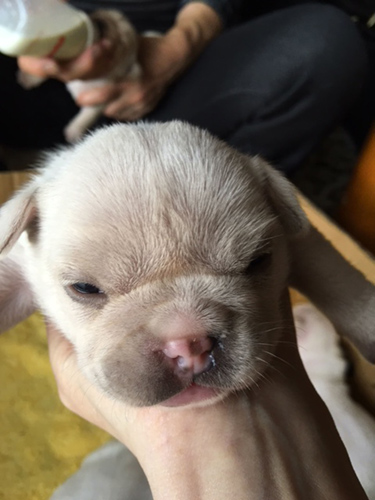 フレンチブルドッグ　ブリーダー 子犬専門店AngelWan 横浜