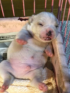 フレンチブルドッグ　ブリーダー 子犬専門店AngelWan 横浜