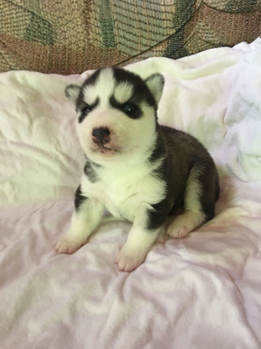 シベリアンハスキー　ブリーダー 子犬専門店AngelWan 横浜