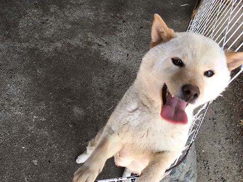 柴犬　ブリーダー 子犬専門店AngelWan 横浜