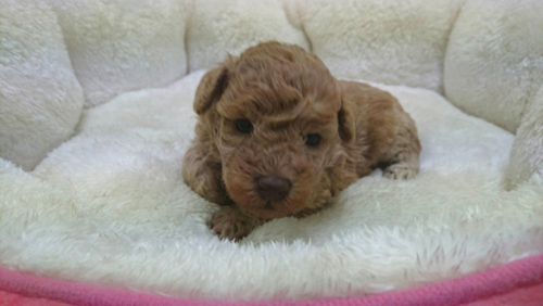 チワプー ブリーダー 子犬専門店AngelWan 横浜