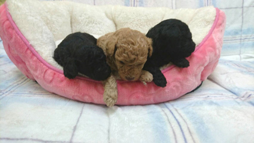 チワプー ブリーダー 子犬専門店AngelWan 横浜