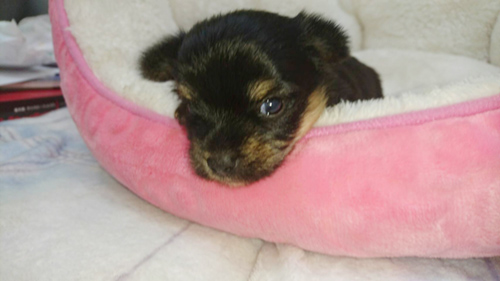 ヨーキー　ブリーダー 子犬専門店AngelWan 横浜