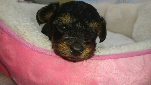 ヨープー　ブリーダー 子犬専門店AngelWan 横浜