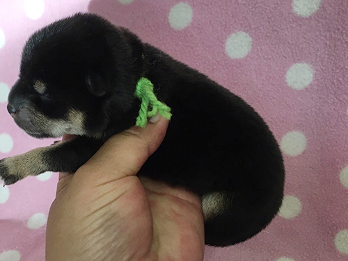 柴犬　ブリーダー 子犬専門店AngelWan 横浜