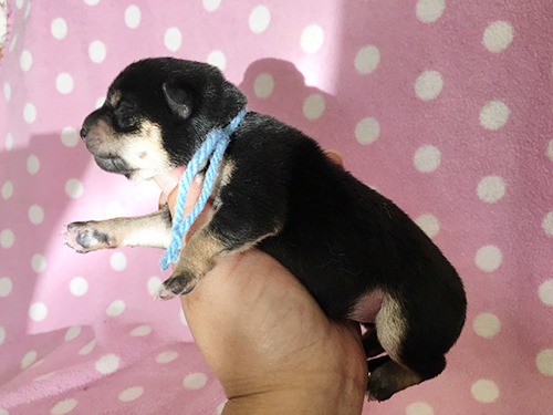 柴犬 ブリーダー 子犬専門店AngelWan 横浜