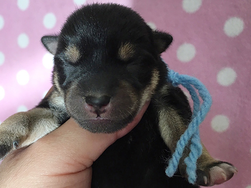 柴犬 ブリーダー 子犬専門店AngelWan 横浜