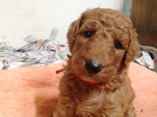 スタンダードプードル ブリーダー 子犬専門店AngelWan 横浜