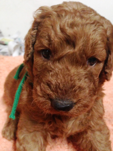 スタンダードプードル　ブリーダー 子犬専門店AngelWan 横浜